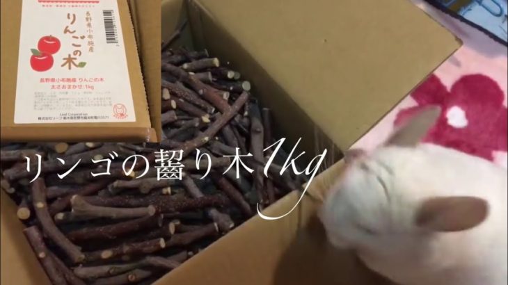 【商品紹介】リンゴのかじり技（木）１Ｋｇです。