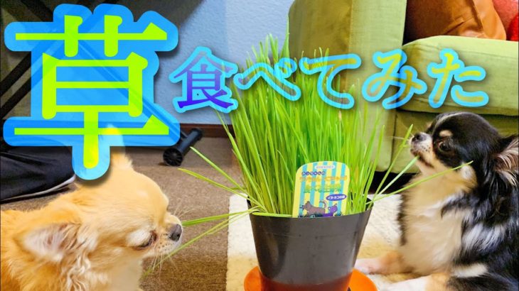【丸麦チャンネル】ペットグラス食べてみた【ペットグラス】【犬猫用の草】
