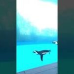 ヒカキン　ヒカキン大好き　フィッシャーズ　フィッシャーズ大好き　くうちゃん　パピヨン　子犬　犬　ワンちゃん　チャンネル登録お願いいたします。