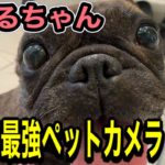 【元保護犬フレンチブルドッグ】コスパ最強！ペット用カメラ！！…塚本無線のみてるちゃん！