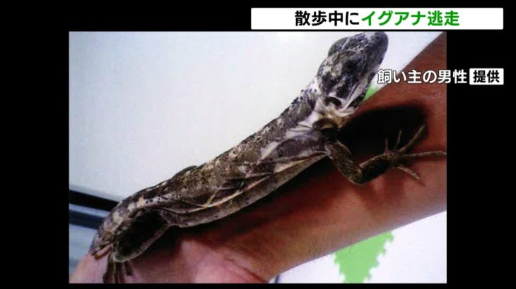 沼津市で体長45cmペットのイグアナが逃走中（静岡県）