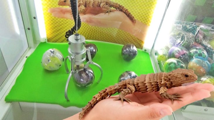 UFOキャッチャーのアルマジロトカゲ取るまでPlayしてみた！