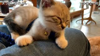 ペットと店内でコーヒーが飲めるスタバで寝てしまう子猫…#20