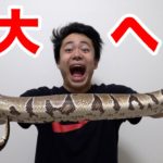 【危険】自宅の巨大ヘビを噛まれず持ち上げられるまで絶対帰れません！！