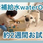 日本初！ペット用酸素補給水waterOを約２週間お試し！ パグのおまめの毎日　Its OMAME The Pug