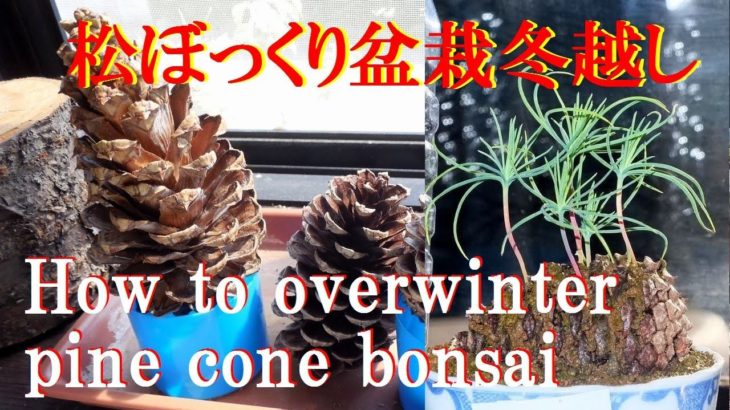 【ミニ盆栽】松ぼっくり盆栽、越冬の仕方ペットボトルで温室 How to overwinter pine cone bonsai