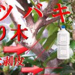 【盆栽 取り木】ペットボトルでツバキの取り木 To issue a root of camellia in plastic bottles