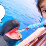 海のいきものを見つけよう！水族館ミッション🐟教育　こたみのチャンネル　Aquarium Mission