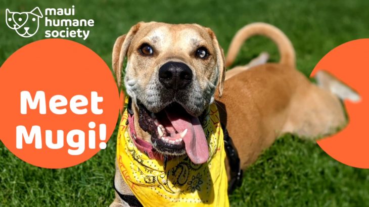 MUGI IS A FUN YOUNG MAN LOOKING FOR A FRISBEE FILLED NEW HOME!