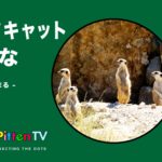 PittenTV_MEERKAT_#003