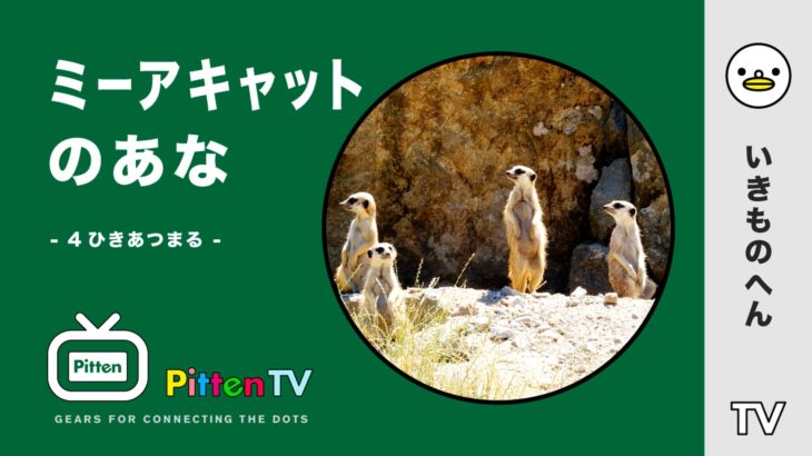 PittenTV_MEERKAT_#003