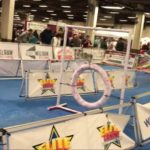 Stubborn Husky Takes On Lure Course And Epically Fails!!!