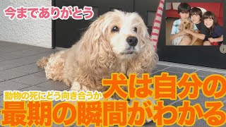 【愛犬の死：ペットロス】長い間ありがとう