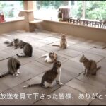 猫たちの爪とぎ部屋‼︎ みんなでごはんを食べて、かき氷も食べた🍧