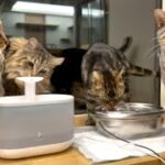 自動給水器が気に入って水を飲む猫たち