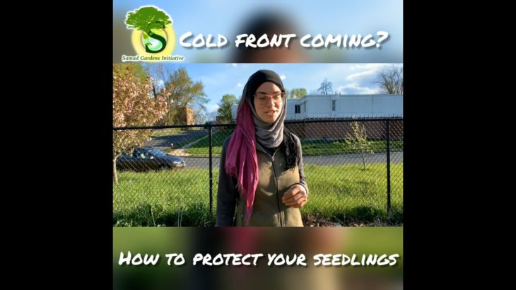 Cold front coming How to protect your seedlings