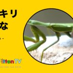 PittenTV_MANTIS_#003