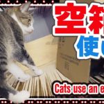 猫の空箱の使い方3選