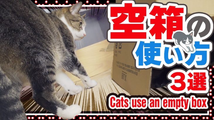 猫の空箱の使い方3選