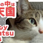 こたつの中は猫天国