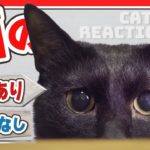 猫の反応ありと反応なしどっち？