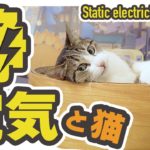 静電気と猫