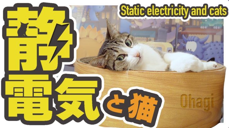 静電気と猫