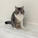 イタズラが思わぬ大惨事になって焦ってる猫がかわいすぎたw