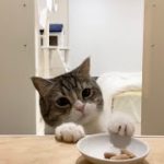 こっそり隠したおやつを見つけた猫の反応がかわいすぎたw