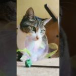 遊び終わった後のキジ猫 – Comedy Cats – #Shorts