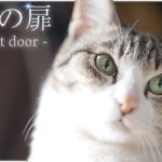 猫と秘密の扉