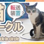 猫サークル【転送装置】