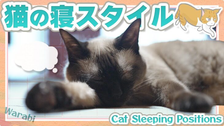 猫の寝スタイル
