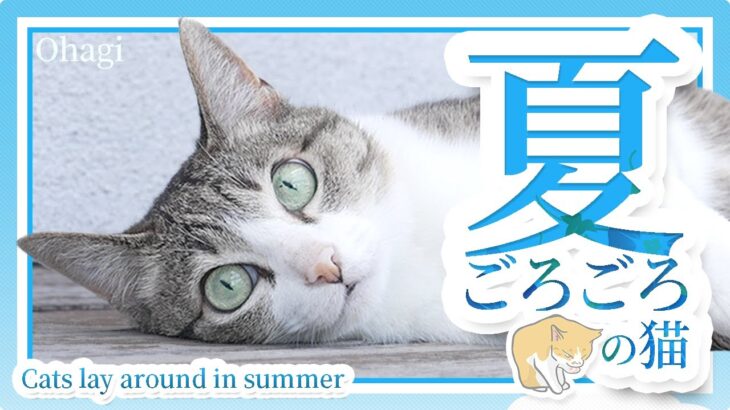 夏ごろごろの猫