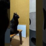大人黒猫 – A big black cat – #Shorts