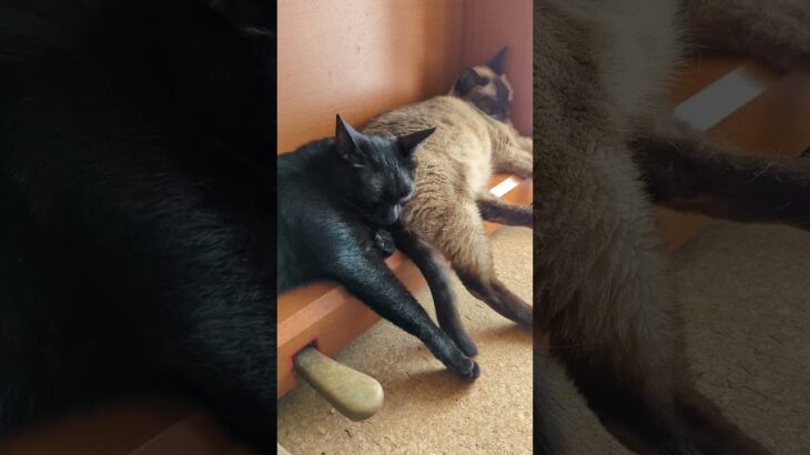 おしり枕猫🐈 – Cat’s pillow – #Shorts