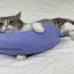 ひんやり枕を買ってきたら暑がりな猫に秒で取られてこうなりましたwww