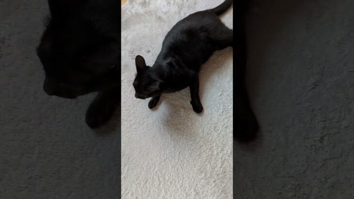 ごろごろフリフリ猫🐈 – Cute black cats – #Shorts