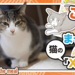 ご飯→まったり→猫の「XXX」