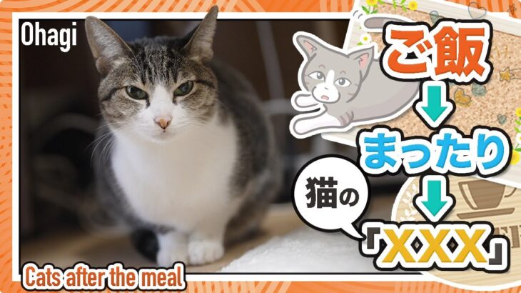 ご飯→まったり→猫の「XXX」