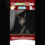 猫とこたつの関係って