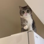 登った冷蔵庫から降りれなくなって助けを求めてくる猫がかわいすぎましたw
