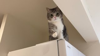 登った冷蔵庫から降りれなくなって助けを求めてくる猫がかわいすぎましたw