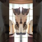 猫の双子🐈🐈 – Two cats – #shorts