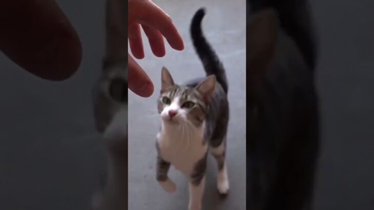 猫頭突きショート😺 – Cats headbutts – #shorts #s