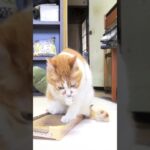 爪とぎを立たせる猫🐱 – Cats and a scratcher – #shorts