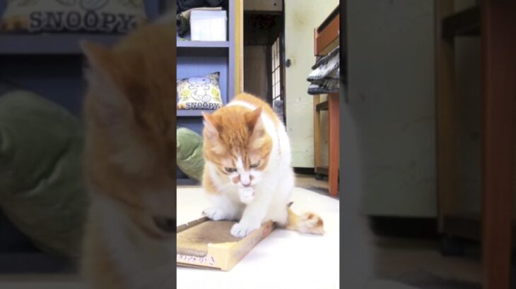 爪とぎを立たせる猫🐱 – Cats and a scratcher – #shorts