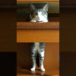 猫はこうやって立つ🐱 – Cats standing – #shorts #catvideos