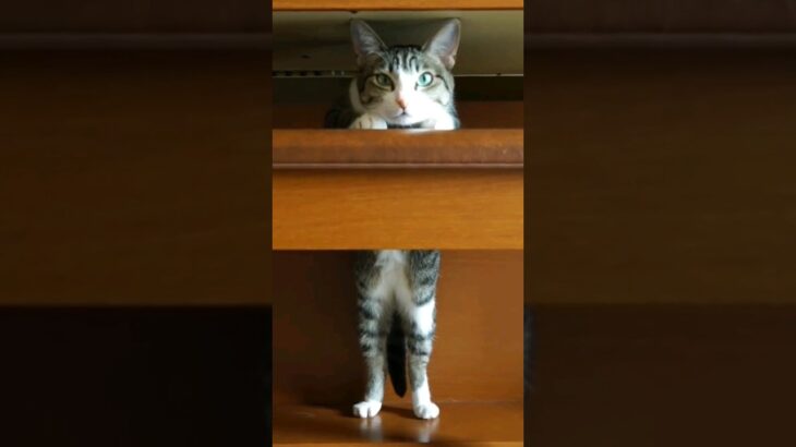 猫はこうやって立つ🐱 – Cats standing – #shorts #catvideos