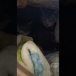 小屋入り猫🐱 – Cats in a box – #shorts